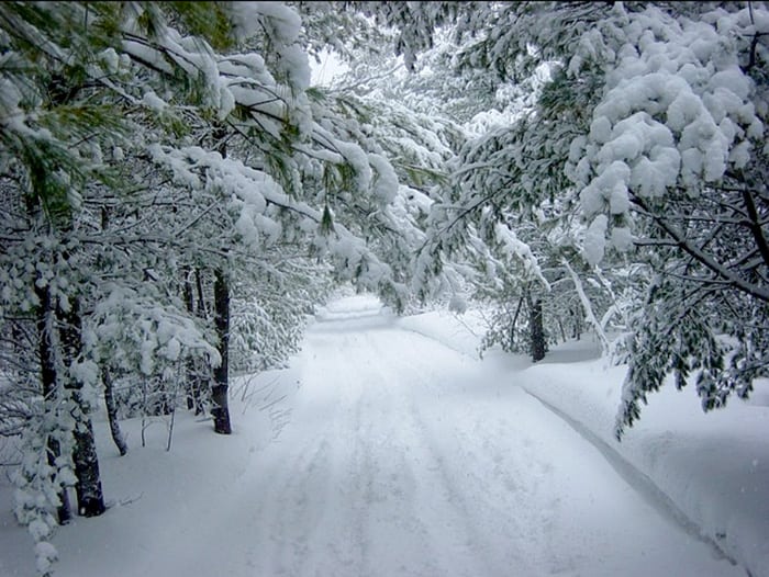 snow-forest