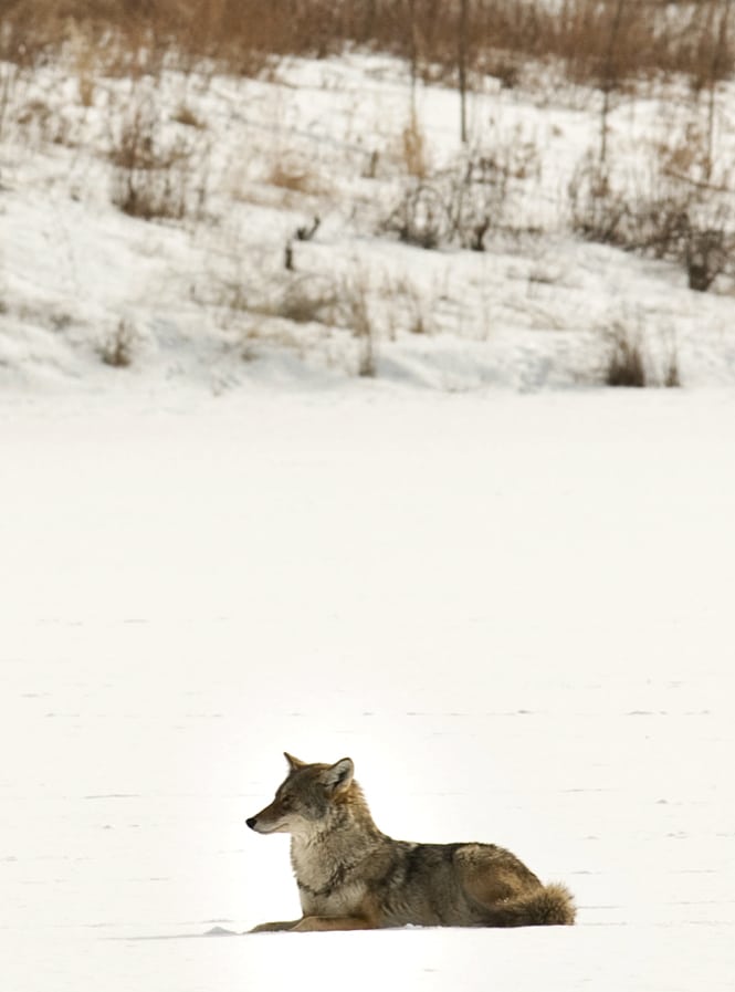 Coyote on Pickerel Lake&copy Tony Ernst/gamelaner on Flickr