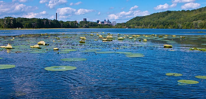 lake-pickerel