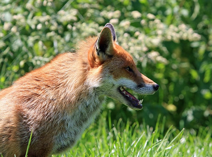 Red-Fox