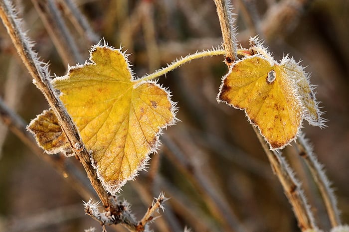 autumn-horefrost