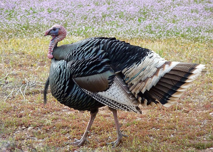 wild-turkey