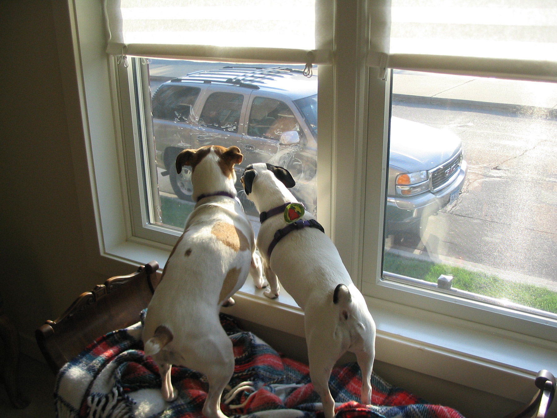 Life seen through two windows on Payne Avenue Saint Paul Almanac